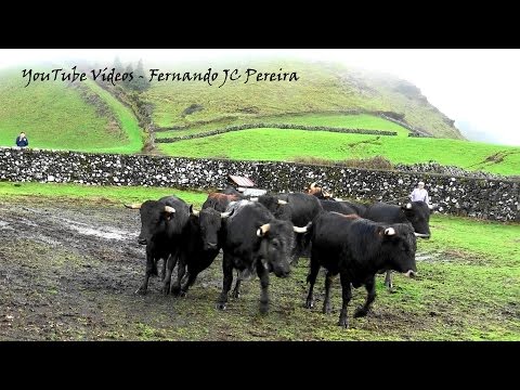 Apanhar e Separar o Toiro 409 Para Medicação - Ganadaria JAF