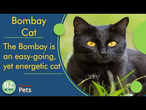 Bombay Cat Breed : The Most Popular Cat