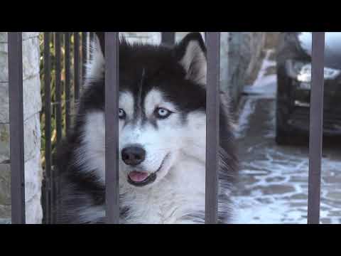 Traiesteni, Valea Doftanei