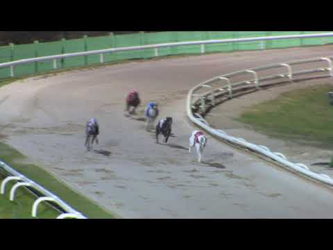 Elderberry Sky 3rd semi