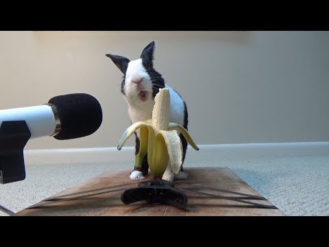 ウサギ、バナナをもぐもぐ のサムネイル