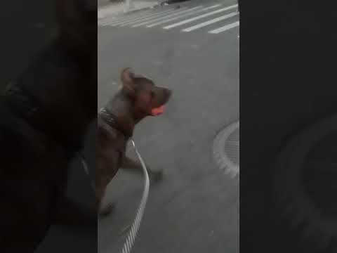 Little Italy in the Bronx,  NYC 8 pm curfew in effect