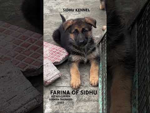 FARINA OF SIDHU KCI REGISTERED GERMAN SHEPHERD PUPPIES