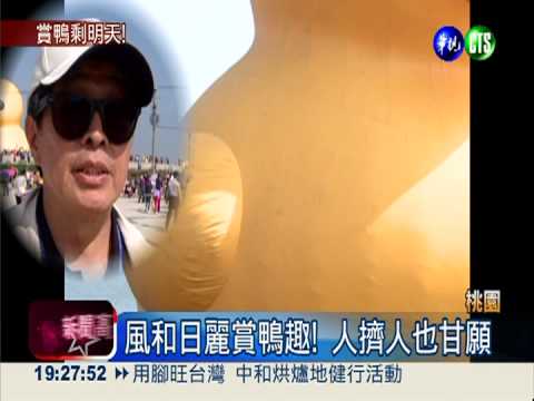 桃園鴨最後週末! 鴨迷把握好天氣