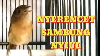 Download lagu Flamboyan Nyerecet SAMBUNG Nyiul COCOK BUAT PANCINGAN  Dan MASTERIN Burung Lain..!! mp3