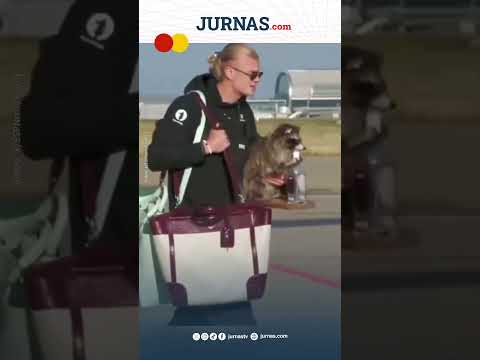 Erling Haaland Pulang ke Norwegia Bawa Seekor Rakun