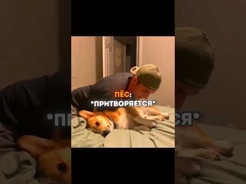 Собака актёр 😂