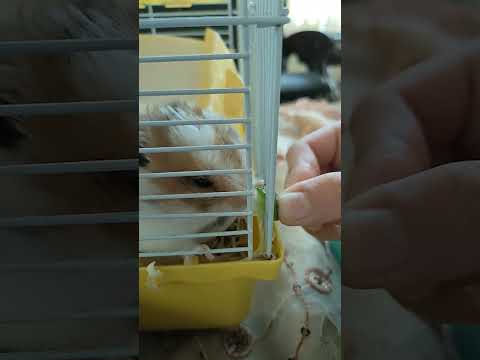 #mosakids #cucumber #feeding #petlovers #hamster