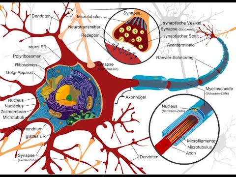 Die Nervenzelle - Neuron: verständlich erklärt