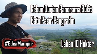 Download lagu Luas lahan 10 Hektar jadikan Kebun Durian Panorama Taman Bukit Pasir Batu Pangradin - #EdisiMampir mp3 Download lagu Luas lahan 10 Hektar jadikan Kebun Durian Panorama Taman Bukit Pasir Batu Pangradin - #EdisiMampir mp3