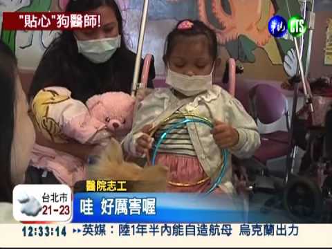 狗醫生貼心陪伴 協助病患復健!