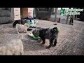 Miniature Poodle dogs for sale: Annie - Video 1