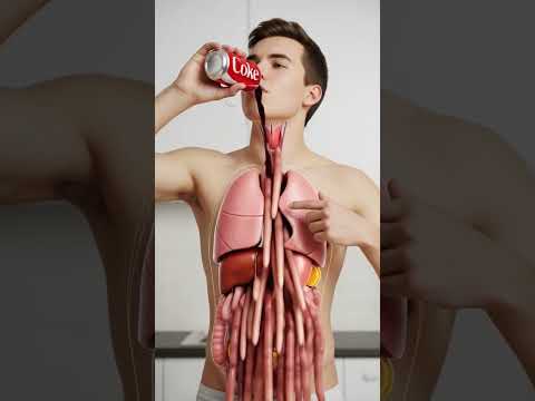 What Happens When You Drink Coca-Cola? | 3D Digestive System Animation