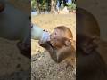 cute baby monkey drinking milk 🍼🐒#monkey #monkeyvideo #bandar #baby #shorts 019
