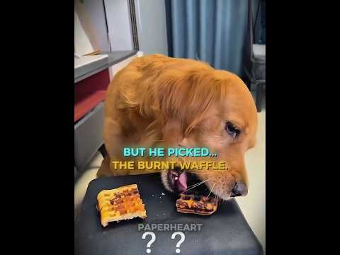 This Dog Failed The Food Test... 😂❤️