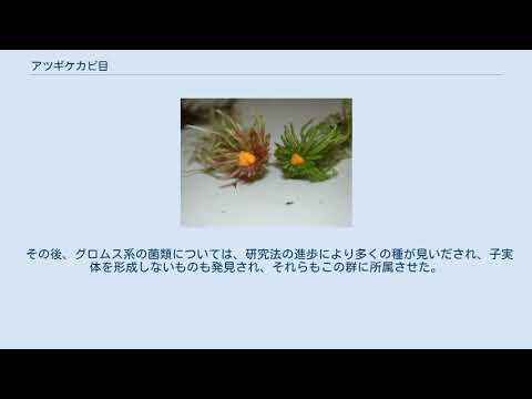 接合菌門 - 定義