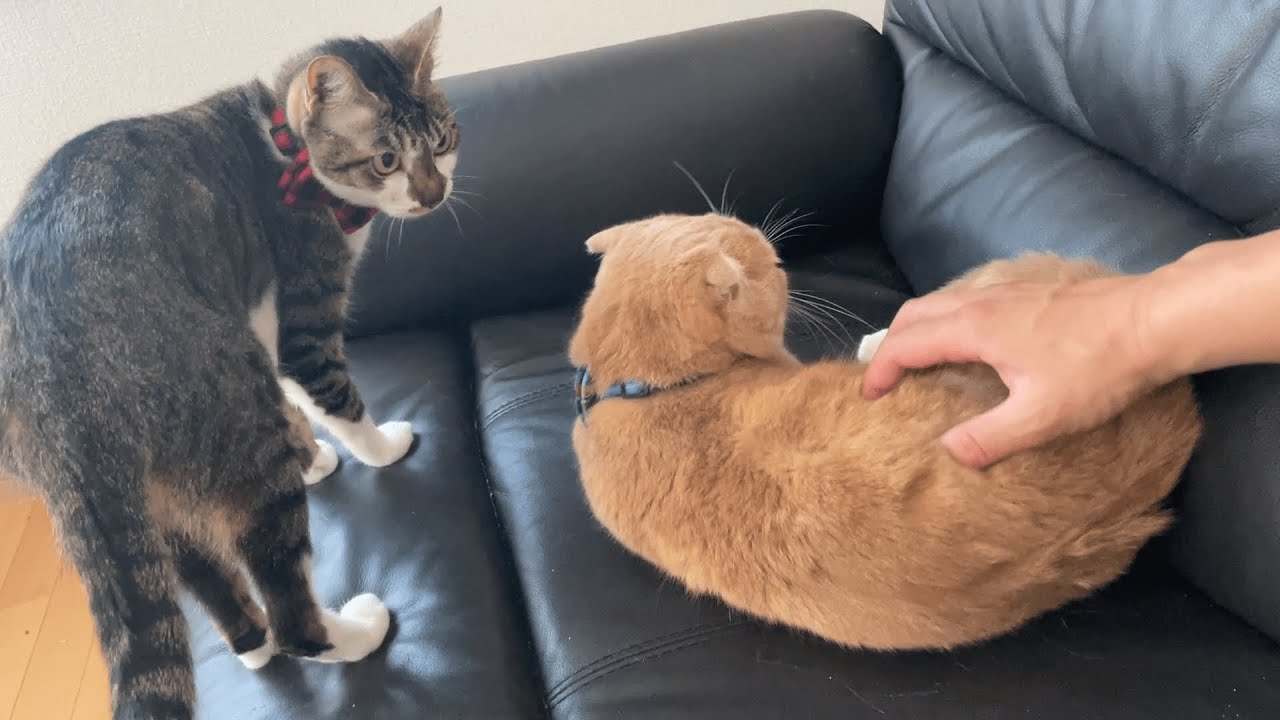 【前編】短足猫を撫でると甘えん坊猫がヤキモチを…w