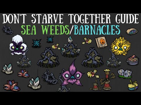 Don't Starve Together Guide: Sea Weeds