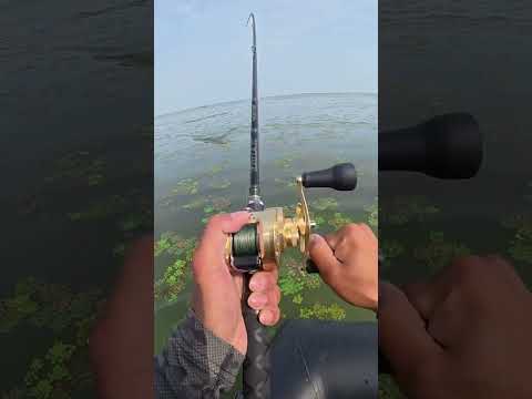 Topwater Lure vs Giant Snakehead – Epic Battle!