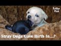 Surprising Spot That Two Stray Dogs Found To Give Birth😮 (Part 1) l Kritter Klub