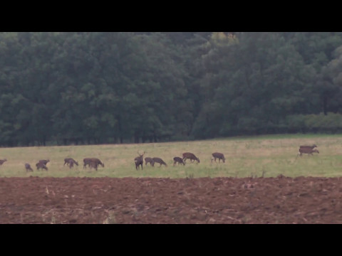 Sika Stag Hunt. Czech Republic (September 2016)