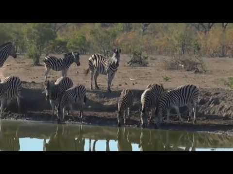 Safari Live Videos--Sunrise Drive- June 27- Large Herd Of Zebra