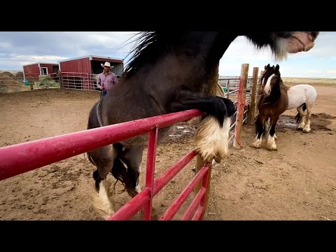 Wow! Er ist eine Handvoll!