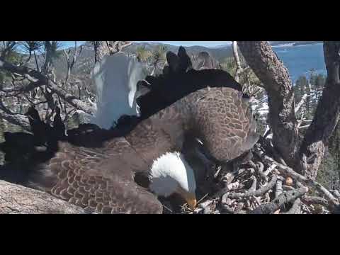 Big Bear Eagle Cam - Mom's Marilyn Monroe Moment .Lol. - 3/14/19