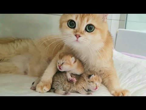 The Cat with Big Eyes is happy to born her cute baby kittens 😍