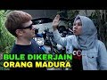 BULE INI DIKERJAIN ORANG MADURA BULE INI DIKERJAIN ORANG MADURA