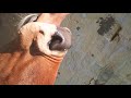 OMG Cow Sucks Boy Hand