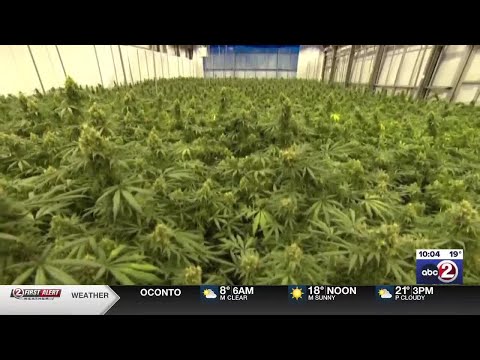 Democrats propose bill to legalize marijuana in Wisconsin