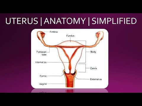 UTERUS | ANATOMY | SIMPLIFIED