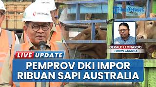 Pemprov Jakarta Impor Sapi dari Australia, Tahap Awal 3.139 Ekor Sudah Tiba di Tanjung Priok Jakut