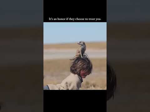 friendly Meerkat #friendly #meerkat #viral #trending #funny