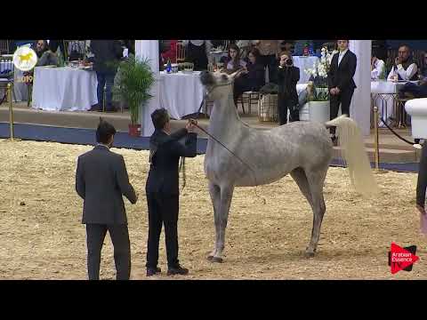 N.28 TB FAYZA - SEWC 2019 - 3 Years Old Fillies (Class 3)