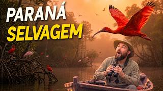 Passarinhando no PARANÁ QUE NINGUÉM CONHECE