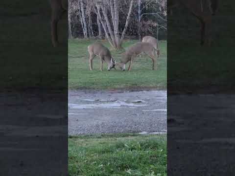 2 6PT BUCKS FIGHTING! #bucks #fight #hunting #michigan #funny #deer #subscribe #yooper #shorts