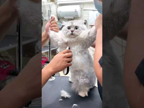 Vidéos les plus drôles de chats et de chiens