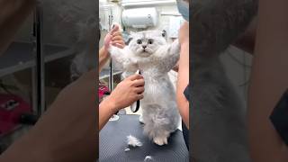 Vidéos les plus drôles de chats et de chiens