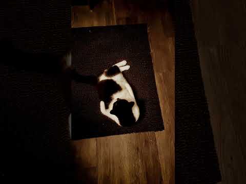 I love being on the youtube #music #subscribe #cst #cats #pets #pet #like #uk