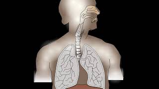 This is what happens to your lungs, lungs, and air when you diffuse essential oils
