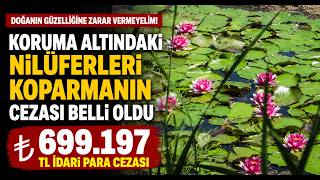 Koruma Altındaki Nilüferleri Koparmanın Cezası 699 Bin 197 TL