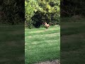 Magnificent rooster strutting