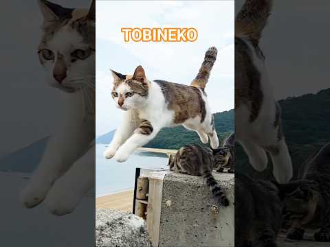 飛び猫②～Cat Island ～