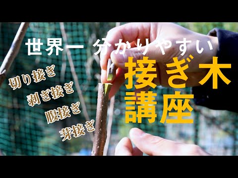 バウマニの八重の花