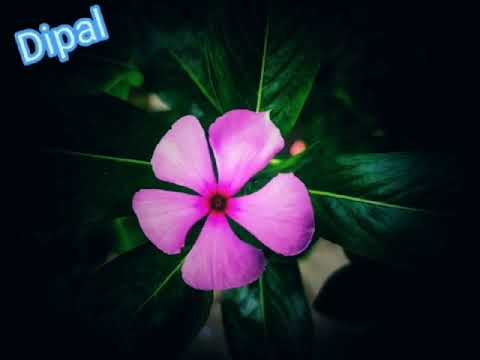 our first project....with dipal