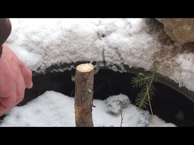 Вандалы сломали ели