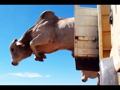 GADO NELORE 🐮 BICHO BRUTO, DOIDO E ESPERTO DEMAIS