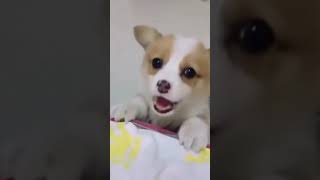 ☆Super Cute Animals☆Cute cats and funy dogs＆cat　videos compilation2021C⑳#Shorts